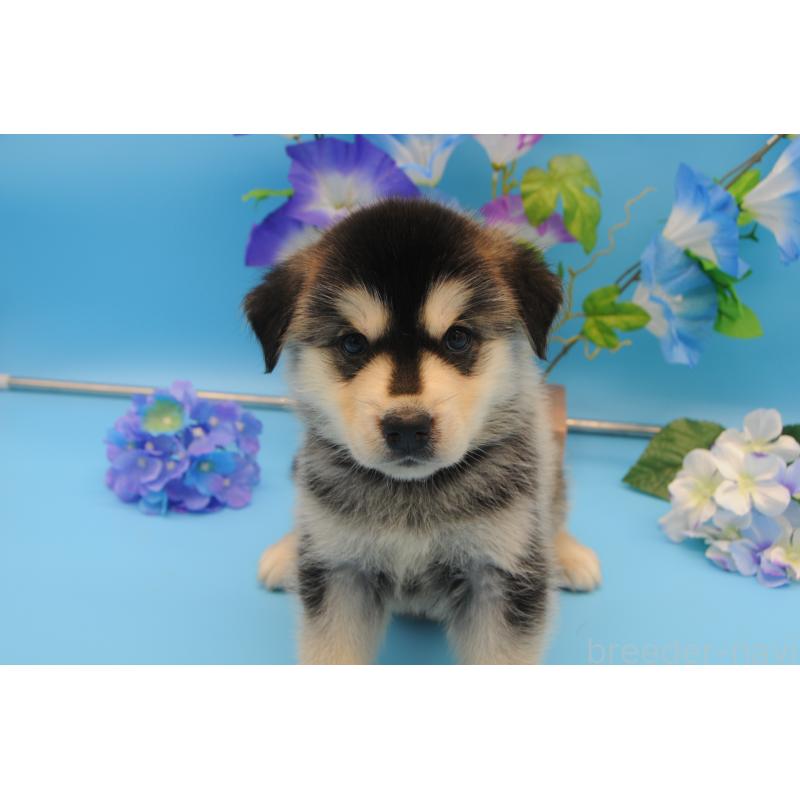 販売中の岡山県のミックス犬-399891